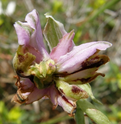 lusus di Ophrys exaltata subsp montis leonis